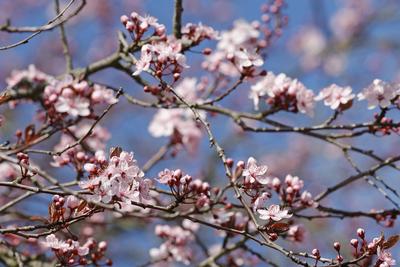 18.03.2025 Impressionen S?dhessen Fr?hling Idylle Mandelbl?te vor blauem Himmel als Hintergrund Darmstadt Hessen Deutsch-stock-foto