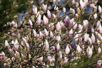 18.03.2025 Impressionen S?dhessen Fr?hling Idylle mit Magnolien Bl?te geschlossen rot Darmstadt Hessen Deutschland *** 1-stock-photo
