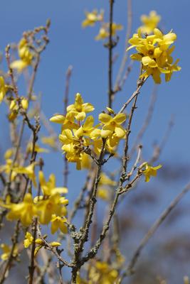 18.03.2025 Impressionen S?dhessen Fr?hling Idylle mit Ginster gelb und Himmel blau als Hintergrund blauer Himmel Darmsta-stock-foto