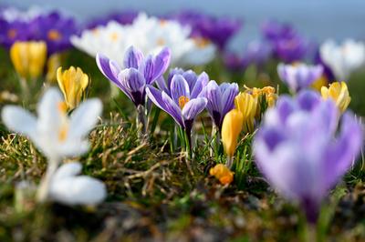 Krokusse am Finkenwerder Elbufer-stock-foto