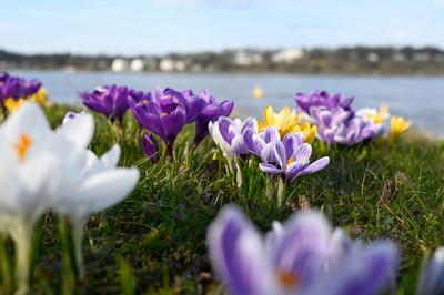 Krokusse am Finkenwerder Elbufer-stock-foto