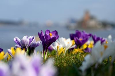 Krokusse am Finkenwerder Elbufer-stock-foto