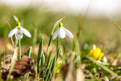 Sonniges Februarwetter-stock-foto