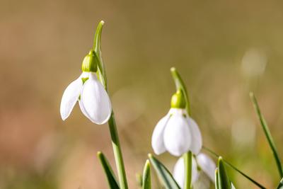 Sonniges Februarwetter-stock-foto
