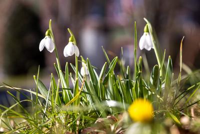 Sonniges Februarwetter-stock-foto