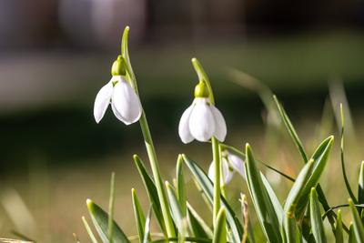 Sonniges Februarwetter-stock-foto