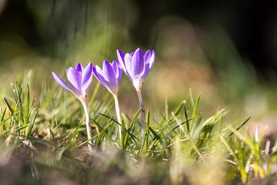 Sonniges Februarwetter-stock-foto