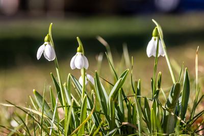 Sonniges Februarwetter-stock-foto