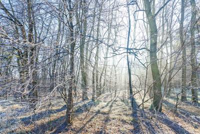 Winterwetter in Brandenburg-stock-foto