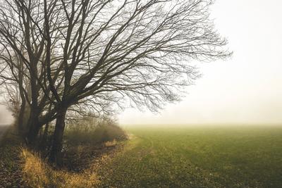 B?ume und Felder im Nebel in Kirchwerder, Hamburg, Deutschland *** Trees and fields in the fog in Kirchwerder, Hamburg,-stock-foto