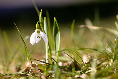 Sonniges Februarwetter-stock-foto