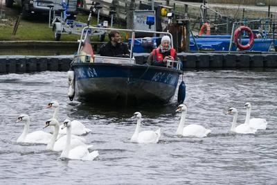 Die stolzen weissen Hamburger Alsterschwaene haben heute ihr Winterquartier im Eppendorfer Muehlenteich verlassen und Schwimmen auf der Alster in die Kanaele der Binnen u. Aussenalster um dort den Fruehling und Sommer zu verbringen Unter der Aufsicht von Hamburgs Schwanenvater Olaf Niess ging es in die Freiheit am 26.03.2025 in Hamburg Hamburg Deutschland *** The proud white Hamburg Alster swans left their winter quarters in the Eppendorf mill pond today and swam on the Alster into the canals of the Inner and Outer Alster to spend the spring and summer there Under the supervision of Hamburgs swan father Olaf Niess, they went to freedom on 26 03 2025 in Hamburg Hamburg Germany-stock-foto