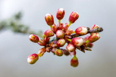 Zeitige Obstbluete-stock-foto
