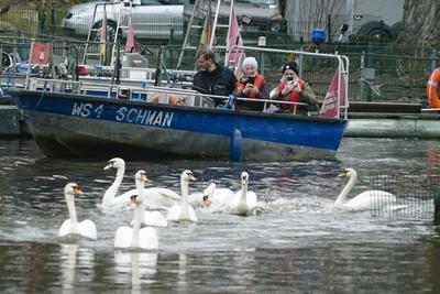 Die stolzen weissen Hamburger Alsterschwaene haben heute ihr Winterquartier im Eppendorfer Muehlenteich verlassen und Schwimmen auf der Alster in die Kanaele der Binnen u. Aussenalster um dort den Fruehling und Sommer zu verbringen Unter der Aufsicht von Hamburgs Schwanenvater Olaf Niess ging es in die Freiheit am 26.03.2025 in Hamburg Hamburg Deutschland *** The proud white Hamburg Alster swans left their winter quarters in the Eppendorf mill pond today and swam on the Alster into the canals of the Inner and Outer Alster to spend the spring and summer there Under the supervision of Hamburgs swan father Olaf Niess, they went to freedom on 26 03 2025 in Hamburg Hamburg Germany-stock-foto