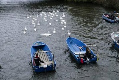 Die stolzen weissen Hamburger Alsterschwaene haben heute ihr Winterquartier im Eppendorfer Muehlenteich verlassen und Schwimmen auf der Alster in die Kanaele der Binnen u. Aussenalster um dort den Fruehling und Sommer zu verbringen Unter der Aufsicht von Hamburgs Schwanenvater Olaf Niess ging es in die Freiheit am 26.03.2025 in Hamburg Hamburg Deutschland *** The proud white Hamburg Alster swans left their winter quarters in the Eppendorf mill pond today and swam on the Alster into the canals of the Inner and Outer Alster to spend the spring and summer there Under the supervision of Hamburgs swan father Olaf Niess, they went to freedom on 26 03 2025 in Hamburg Hamburg Germany-stock-foto