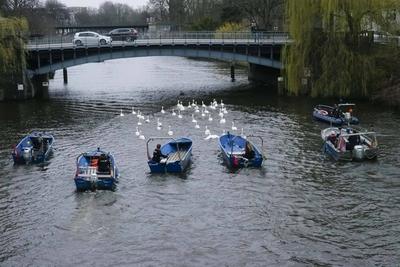 Die stolzen weissen Hamburger Alsterschwaene haben heute ihr Winterquartier im Eppendorfer Muehlenteich verlassen und Schwimmen auf der Alster in die Kanaele der Binnen u. Aussenalster um dort den Fruehling und Sommer zu verbringen Unter der Aufsicht von Hamburgs Schwanenvater Olaf Niess ging es in die Freiheit am 26.03.2025 in Hamburg Hamburg Deutschland *** The proud white Hamburg Alster swans left their winter quarters in the Eppendorf mill pond today and swam on the Alster into the canals of the Inner and Outer Alster to spend the spring and summer there Under the supervision of Hamburgs swan father Olaf Niess, they went to freedom on 26 03 2025 in Hamburg Hamburg Germany-stock-foto