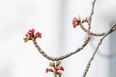 Kirschbl?ten in der Bonner Altstadt 25.03.2025-stock-foto