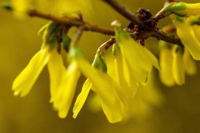 Forsythie-stock-foto