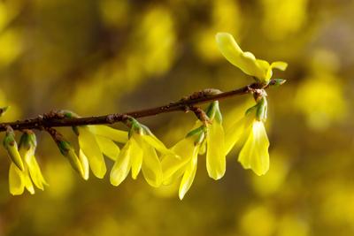 Forsythie-stock-foto