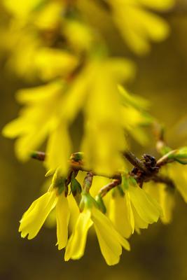 Forsythie-stock-foto