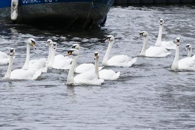 Die stolzen weissen Hamburger Alsterschwaene haben heute ihr Winterquartier im Eppendorfer Muehlenteich verlassen und Schwimmen auf der Alster in die Kanaele der Binnen u. Aussenalster um dort den Fruehling und Sommer zu verbringen Unter der Aufsicht von Hamburgs Schwanenvater Olaf Niess ging es in die Freiheit am 26.03.2025 in Hamburg Hamburg Deutschland *** The proud white Hamburg Alster swans left their winter quarters in the Eppendorf mill pond today and swam on the Alster into the canals of the Inner and Outer Alster to spend the spring and summer there Under the supervision of Hamburgs swan father Olaf Niess, they went to freedom on 26 03 2025 in Hamburg Hamburg Germany-stock-foto