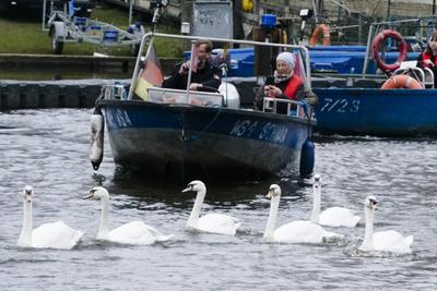 Die stolzen weissen Hamburger Alsterschwaene haben heute ihr Winterquartier im Eppendorfer Muehlenteich verlassen und Schwimmen auf der Alster in die Kanaele der Binnen u. Aussenalster um dort den Fruehling und Sommer zu verbringen Unter der Aufsicht von Hamburgs Schwanenvater Olaf Niess ging es in die Freiheit am 26.03.2025 in Hamburg Hamburg Deutschland *** The proud white Hamburg Alster swans left their winter quarters in the Eppendorf mill pond today and swam on the Alster into the canals of the Inner and Outer Alster to spend the spring and summer there Under the supervision of Hamburgs swan father Olaf Niess, they went to freedom on 26 03 2025 in Hamburg Hamburg Germany-stock-foto