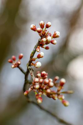 Zeitige Obstbluete-stock-foto
