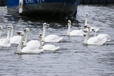 Die stolzen weissen Hamburger Alsterschwaene haben heute ihr Winterquartier im Eppendorfer Muehlenteich verlassen und Schwimmen auf der Alster in die Kanaele der Binnen u. Aussenalster um dort den Fruehling und Sommer zu verbringen Unter der Aufsicht von Hamburgs Schwanenvater Olaf Niess ging es in die Freiheit am 26.03.2025 in Hamburg Hamburg Deutschland *** The proud white Hamburg Alster swans left their winter quarters in the Eppendorf mill pond today and swam on the Alster into the canals of the Inner and Outer Alster to spend the spring and summer there Under the supervision of Hamburgs swan father Olaf Niess, they went to freedom on 26 03 2025 in Hamburg Hamburg Germany-stock-foto