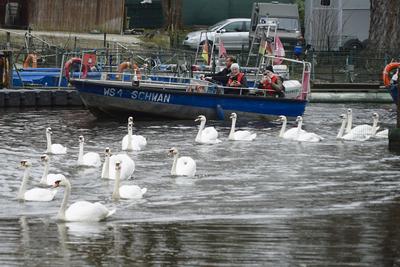 Die stolzen weissen Hamburger Alsterschwaene haben heute ihr Winterquartier im Eppendorfer Muehlenteich verlassen und Schwimmen auf der Alster in die Kanaele der Binnen u. Aussenalster um dort den Fruehling und Sommer zu verbringen Unter der Aufsicht von Hamburgs Schwanenvater Olaf Niess ging es in die Freiheit am 26.03.2025 in Hamburg Hamburg Deutschland *** The proud white Hamburg Alster swans left their winter quarters in the Eppendorf mill pond today and swam on the Alster into the canals of the Inner and Outer Alster to spend the spring and summer there Under the supervision of Hamburgs swan father Olaf Niess, they went to freedom on 26 03 2025 in Hamburg Hamburg Germany-stock-foto