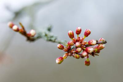 Zeitige Obstbluete-stock-foto