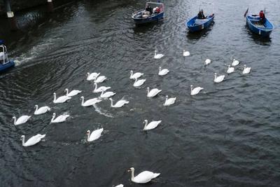 Die stolzen weissen Hamburger Alsterschwaene haben heute ihr Winterquartier im Eppendorfer Muehlenteich verlassen und Schwimmen auf der Alster in die Kanaele der Binnen u. Aussenalster um dort den Fruehling und Sommer zu verbringen Unter der Aufsicht von Hamburgs Schwanenvater Olaf Niess ging es in die Freiheit am 26.03.2025 in Hamburg Hamburg Deutschland *** The proud white Hamburg Alster swans left their winter quarters in the Eppendorf mill pond today and swam on the Alster into the canals of the Inner and Outer Alster to spend the spring and summer there Under the supervision of Hamburgs swan father Olaf Niess, they went to freedom on 26 03 2025 in Hamburg Hamburg Germany-stock-foto