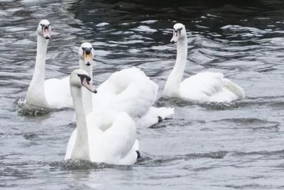 Die stolzen weissen Hamburger Alsterschwaene haben heute ihr Winterquartier im Eppendorfer Muehlenteich verlassen und Schwimmen auf der Alster in die Kanaele der Binnen u. Aussenalster um dort den Fruehling und Sommer zu verbringen Unter der Aufsicht von Hamburgs Schwanenvater Olaf Niess ging es in die Freiheit am 26.03.2025 in Hamburg Hamburg Deutschland *** The proud white Hamburg Alster swans left their winter quarters in the Eppendorf mill pond today and swam on the Alster into the canals of the Inner and Outer Alster to spend the spring and summer there Under the supervision of Hamburgs swan father Olaf Niess, they went to freedom on 26 03 2025 in Hamburg Hamburg Germany-stock-foto