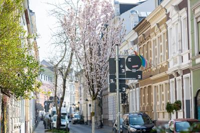 Kirschbl?ten in der Bonner Altstadt 25.03.2025-stock-foto