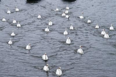 Die stolzen weissen Hamburger Alsterschwaene haben heute ihr Winterquartier im Eppendorfer Muehlenteich verlassen und Schwimmen auf der Alster in die Kanaele der Binnen u. Aussenalster um dort den Fruehling und Sommer zu verbringen Unter der Aufsicht von Hamburgs Schwanenvater Olaf Niess ging es in die Freiheit am 26.03.2025 in Hamburg Hamburg Deutschland *** The proud white Hamburg Alster swans left their winter quarters in the Eppendorf mill pond today and swam on the Alster into the canals of the Inner and Outer Alster to spend the spring and summer there Under the supervision of Hamburgs swan father Olaf Niess, they went to freedom on 26 03 2025 in Hamburg Hamburg Germany-stock-foto