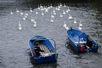 Die stolzen weissen Hamburger Alsterschwaene haben heute ihr Winterquartier im Eppendorfer Muehlenteich verlassen und Schwimmen auf der Alster in die Kanaele der Binnen u. Aussenalster um dort den Fruehling und Sommer zu verbringen Unter der Aufsicht von Hamburgs Schwanenvater Olaf Niess ging es in die Freiheit am 26.03.2025 in Hamburg Hamburg Deutschland *** The proud white Hamburg Alster swans left their winter quarters in the Eppendorf mill pond today and swam on the Alster into the canals of the Inner and Outer Alster to spend the spring and summer there Under the supervision of Hamburgs swan father Olaf Niess, they went to freedom on 26 03 2025 in Hamburg Hamburg Germany-stock-foto