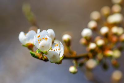 Zeitige Obstbluete-stock-foto