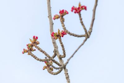Kirschbl?ten in der Bonner Altstadt 25.03.2025-stock-foto