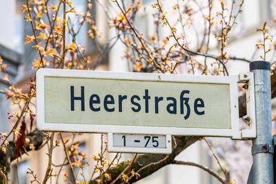 Kirschbl?ten in der Bonner Altstadt 25.03.2025-stock-foto