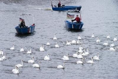 Die stolzen weissen Hamburger Alsterschwaene haben heute ihr Winterquartier im Eppendorfer Muehlenteich verlassen und Schwimmen auf der Alster in die Kanaele der Binnen u. Aussenalster um dort den Fruehling und Sommer zu verbringen Unter der Aufsicht von Hamburgs Schwanenvater Olaf Niess ging es in die Freiheit am 26.03.2025 in Hamburg Hamburg Deutschland *** The proud white Hamburg Alster swans left their winter quarters in the Eppendorf mill pond today and swam on the Alster into the canals of the Inner and Outer Alster to spend the spring and summer there Under the supervision of Hamburgs swan father Olaf Niess, they went to freedom on 26 03 2025 in Hamburg Hamburg Germany-stock-foto