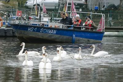 Die stolzen weissen Hamburger Alsterschwaene haben heute ihr Winterquartier im Eppendorfer Muehlenteich verlassen und Schwimmen auf der Alster in die Kanaele der Binnen u. Aussenalster um dort den Fruehling und Sommer zu verbringen Unter der Aufsicht von Hamburgs Schwanenvater Olaf Niess ging es in die Freiheit am 26.03.2025 in Hamburg Hamburg Deutschland *** The proud white Hamburg Alster swans left their winter quarters in the Eppendorf mill pond today and swam on the Alster into the canals of the Inner and Outer Alster to spend the spring and summer there Under the supervision of Hamburgs swan father Olaf Niess, they went to freedom on 26 03 2025 in Hamburg Hamburg Germany-stock-foto