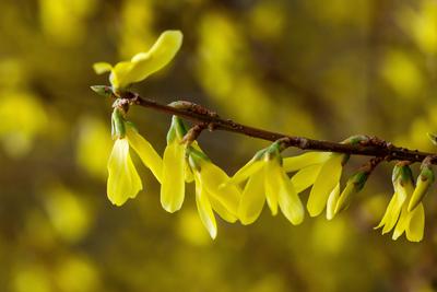 Forsythie-stock-foto