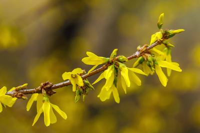 Forsythie-stock-foto