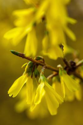 Forsythie-stock-foto