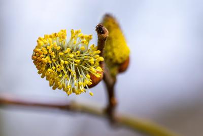 DEU/Deutschland/Brandenburg/Welzow, 25.03.2025, Weidenkaetzchen an einem Baum in Welzow in der brandenburgischen Lausitz-stock-foto