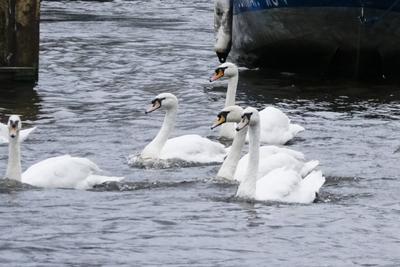 Die stolzen weissen Hamburger Alsterschwaene haben heute ihr Winterquartier im Eppendorfer Muehlenteich verlassen und Schwimmen auf der Alster in die Kanaele der Binnen u. Aussenalster um dort den Fruehling und Sommer zu verbringen Unter der Aufsicht von Hamburgs Schwanenvater Olaf Niess ging es in die Freiheit am 26.03.2025 in Hamburg Hamburg Deutschland *** The proud white Hamburg Alster swans left their winter quarters in the Eppendorf mill pond today and swam on the Alster into the canals of the Inner and Outer Alster to spend the spring and summer there Under the supervision of Hamburgs swan father Olaf Niess, they went to freedom on 26 03 2025 in Hamburg Hamburg Germany-stock-foto