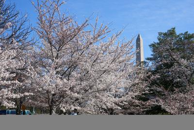 Cherry Blossoms In Washington DC-stock-foto