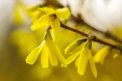 Forsythie-stock-foto