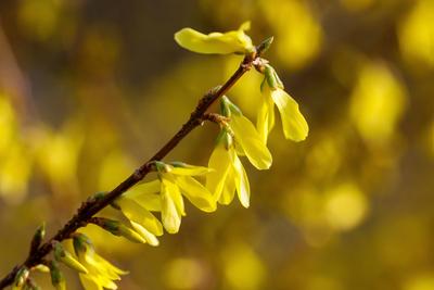 Forsythie-stock-foto