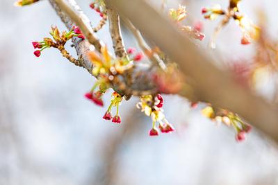 Kirschbl?ten in der Bonner Altstadt 25.03.2025-stock-foto