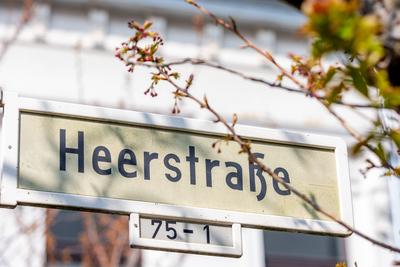 Kirschbl?ten in der Bonner Altstadt 25.03.2025-stock-foto